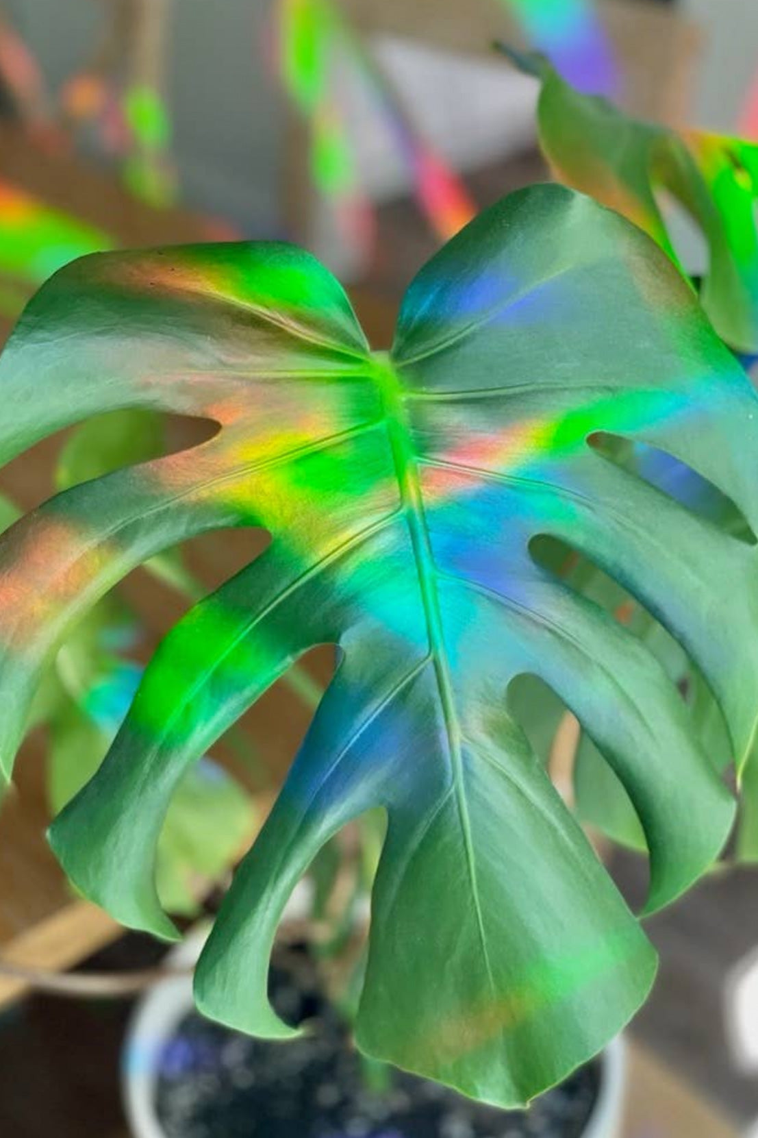 Sun Catcher Window Sticker | Monstera
